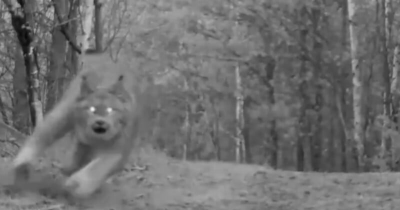 A blurry wolf with glowing eyes runs quickly toward the camera on a forest path, captured in black and white, likely by a trail or night vision camera. Trees and foliage fill the background.