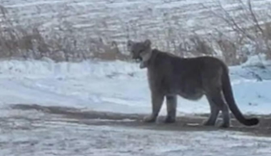 Roaming mountain lion forces US schools into lockdown - The Independent