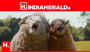 Murder Mystery Solved by Sheep? Yes, You Read That Right