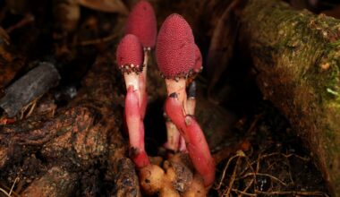 This Bizarre Parasitic 'Mushroom' Plant Quit Photosynthesis – And It's Thriving : ScienceAlert