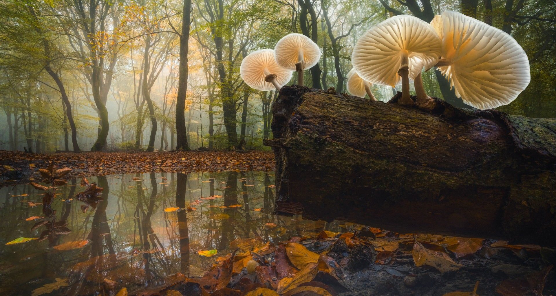 A stunning, low-angle photograph of several porcelain-white mushrooms growing on a dark, mossy log reflected in a pool of water, set against a misty, autumn forest floor covered in golden and brown leaves.