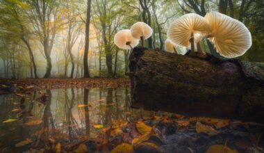 A stunning, low-angle photograph of several porcelain-white mushrooms growing on a dark, mossy log reflected in a pool of water, set against a misty, autumn forest floor covered in golden and brown leaves.
