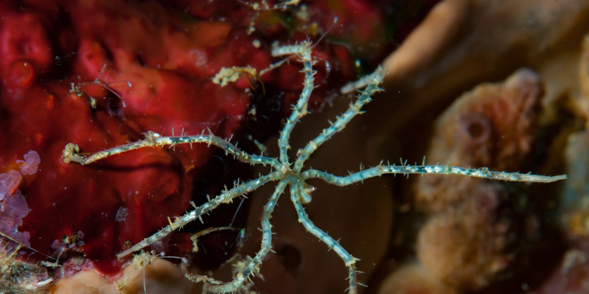 Scientists Found 788 Species at the Bottom of the Ocean in Grave Danger