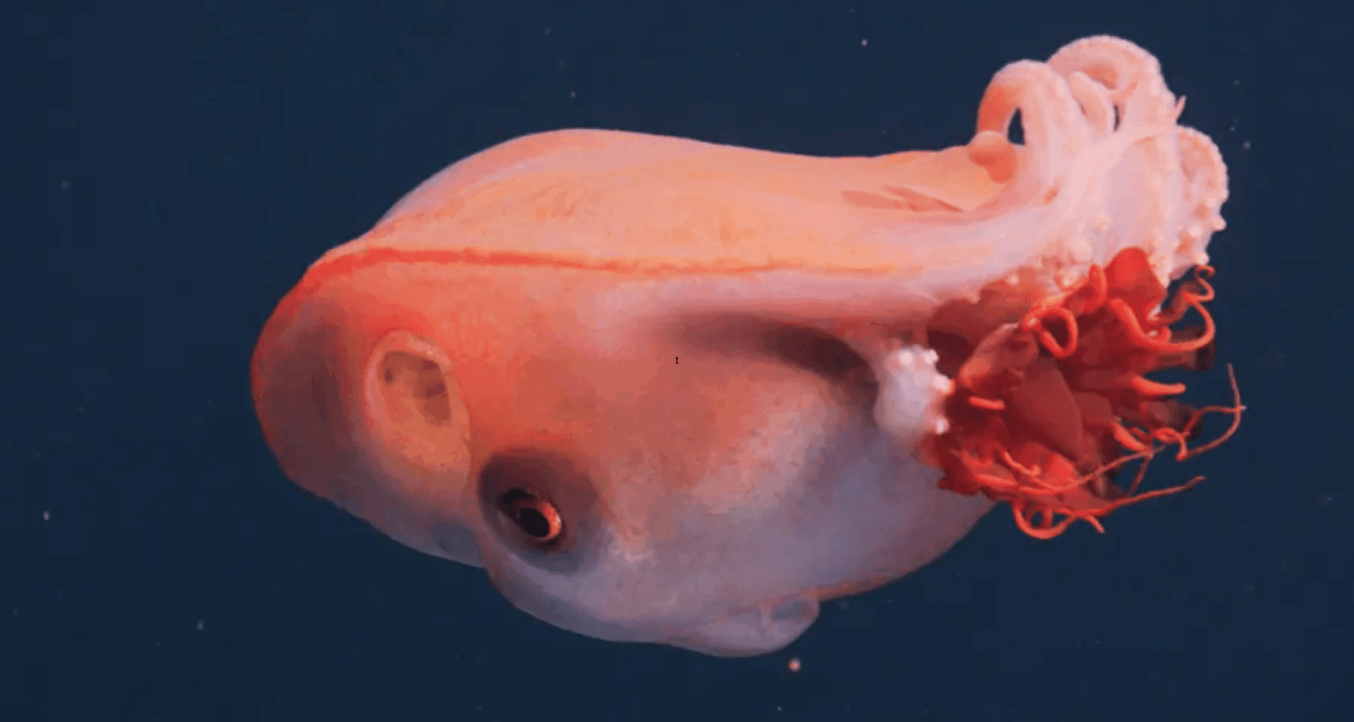 Rare Footage Of Seven Arm Octopus Captured In The Deep Sea