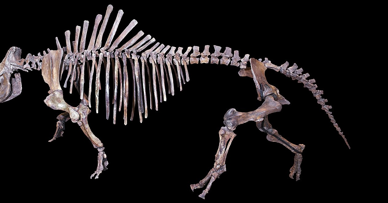 New Hornless “Arctic Rhino” Fossil Discovered