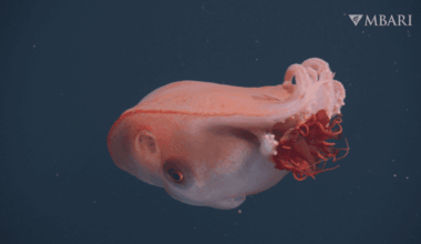 Watch Incredibly Rare Video Of Live Seven-Armed Octopus Spotted In The Deep Sea – Only The Fourth Time It’s Been Seen In 40 Years