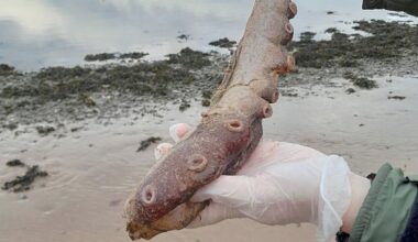 Scientist hails 'incredible find' as mysterious tentacles wash up on Scottish beach | UK News