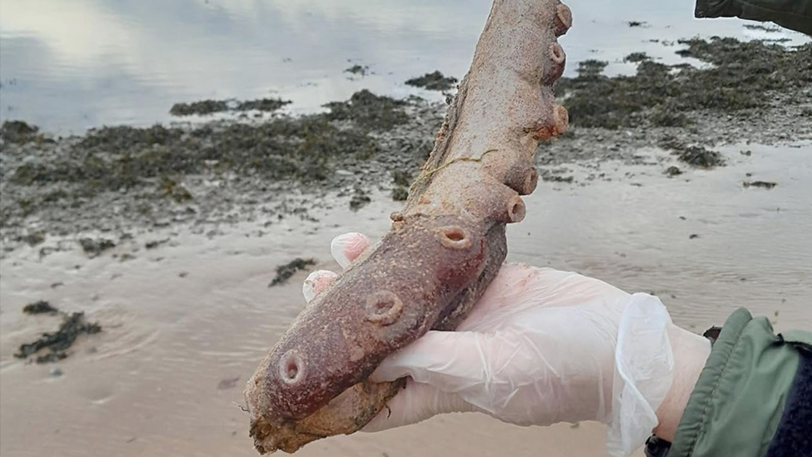 Scientist hails 'incredible find' as mysterious tentacles wash up on Scottish beach | UK News