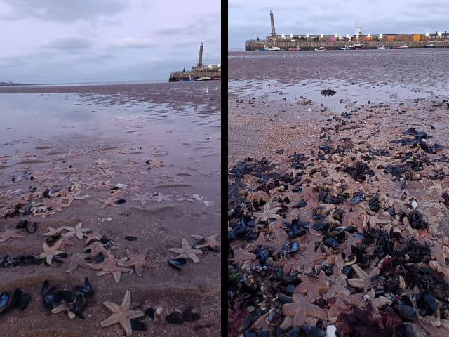 Mass of starfish wash up on Margate beach – The Isle of Thanet News