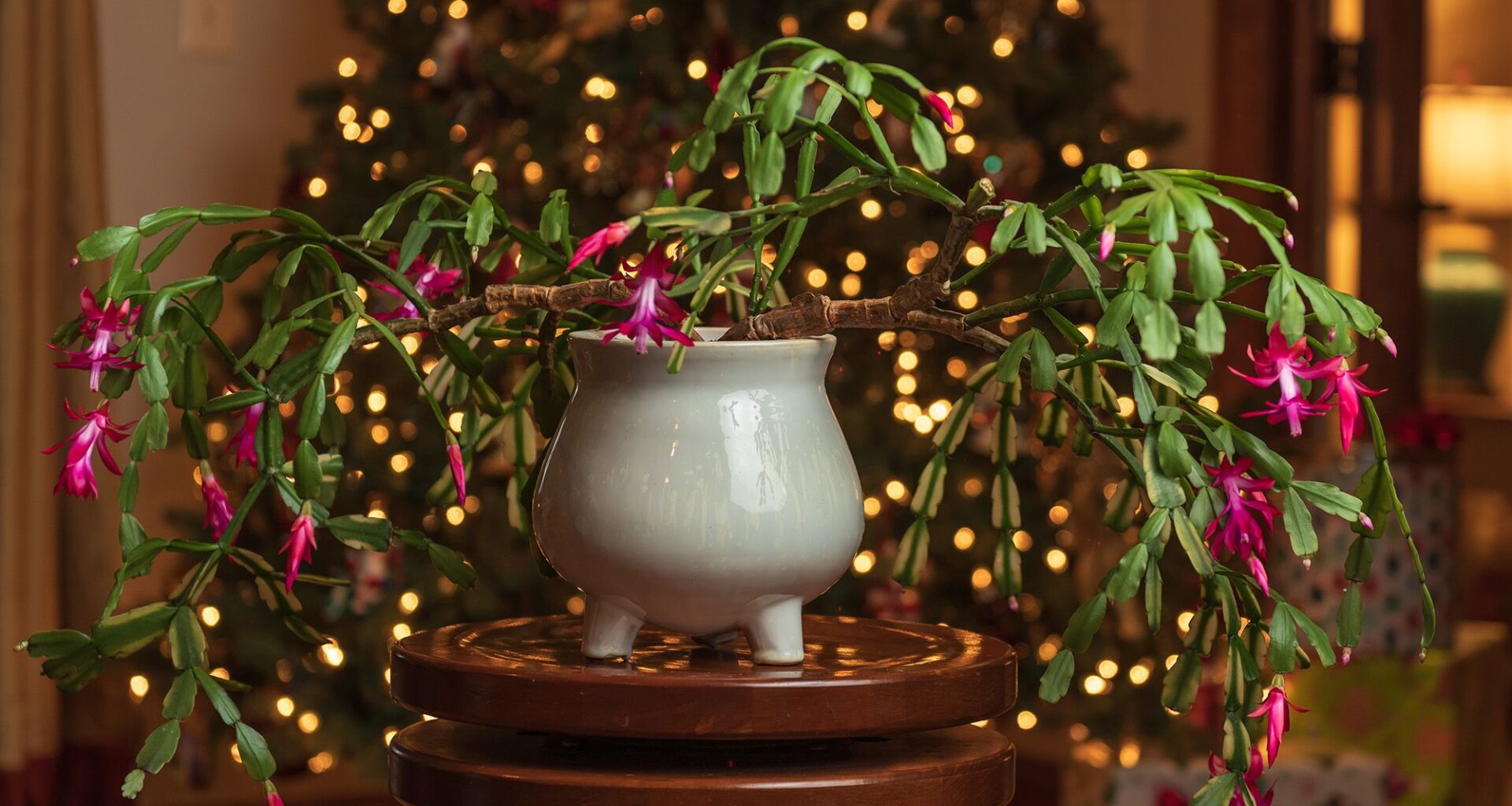 You can use coffee grounds to fertilize your Christmas cactus — here's how