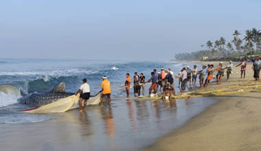 Fishermen dragging a massive dark figure from the water. Photo: Aswin Daniel/ Special Arrangement.