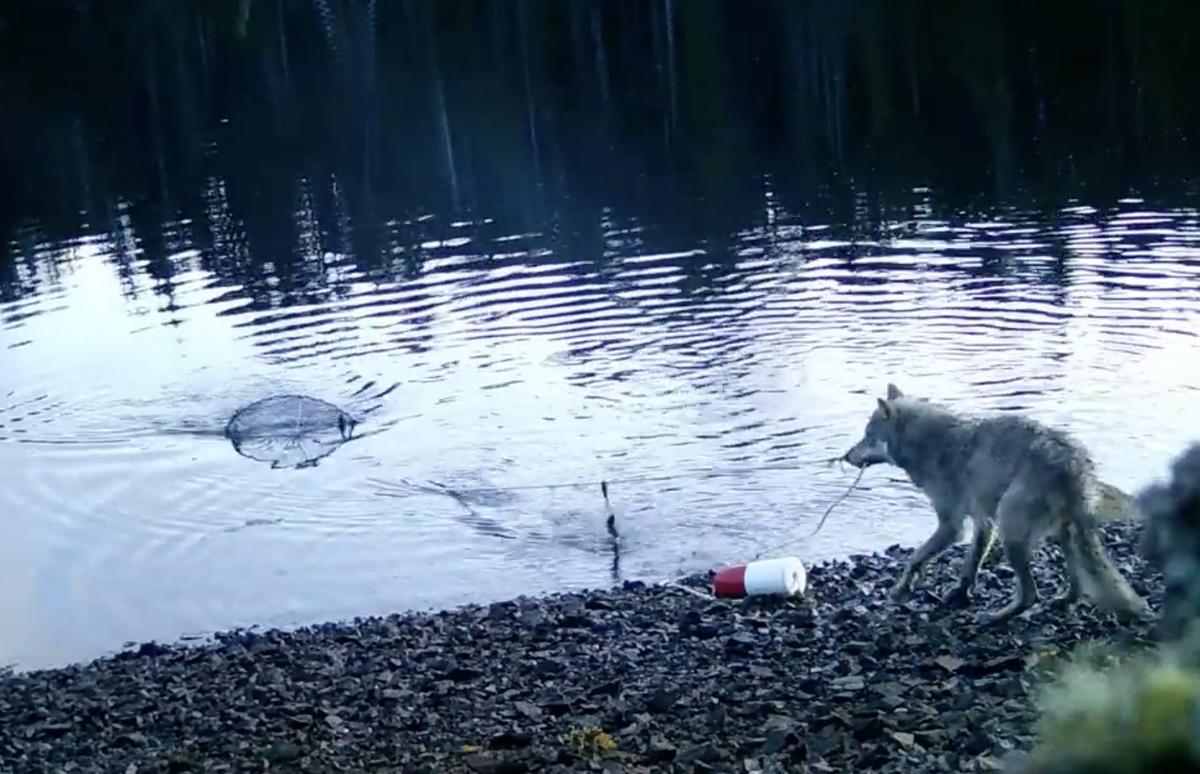 The wolf pulls on the rope to bring the trap closer in.