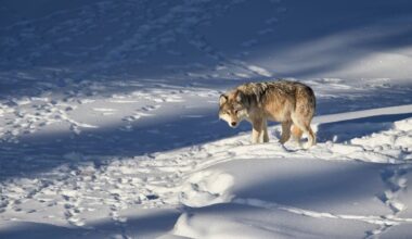 Do Wolves Fix Ecosystems? Yellowstone, Trophic Cascades, And The Big Debate Racking Ecologists Right Now