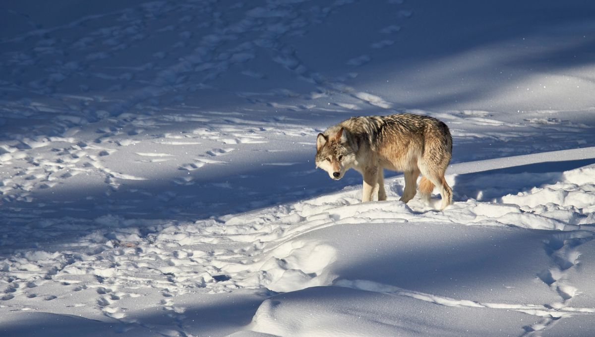 Do Wolves Fix Ecosystems? Yellowstone, Trophic Cascades, And The Big Debate Racking Ecologists Right Now