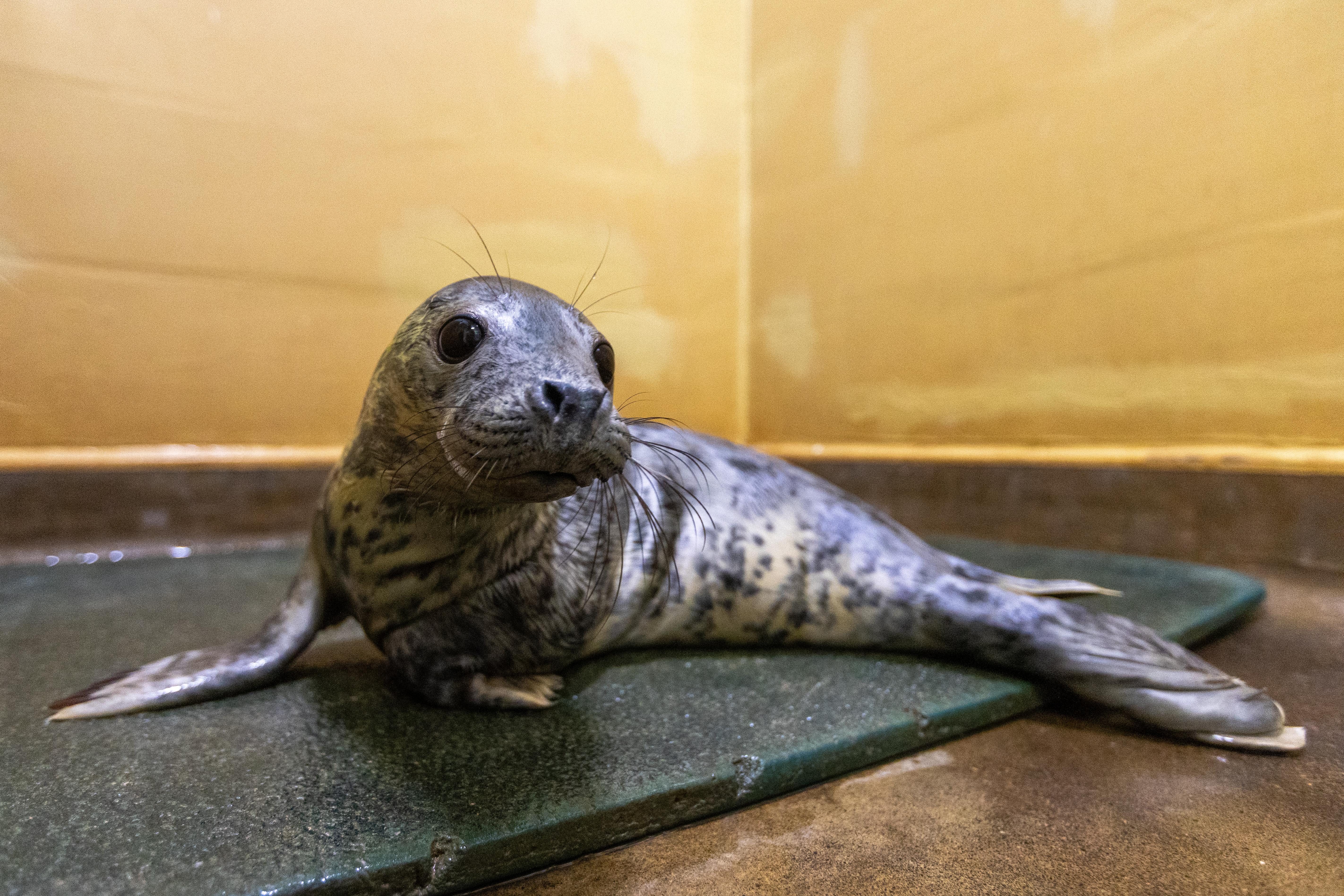 Seal pup "Cold Call" at a rescue center.