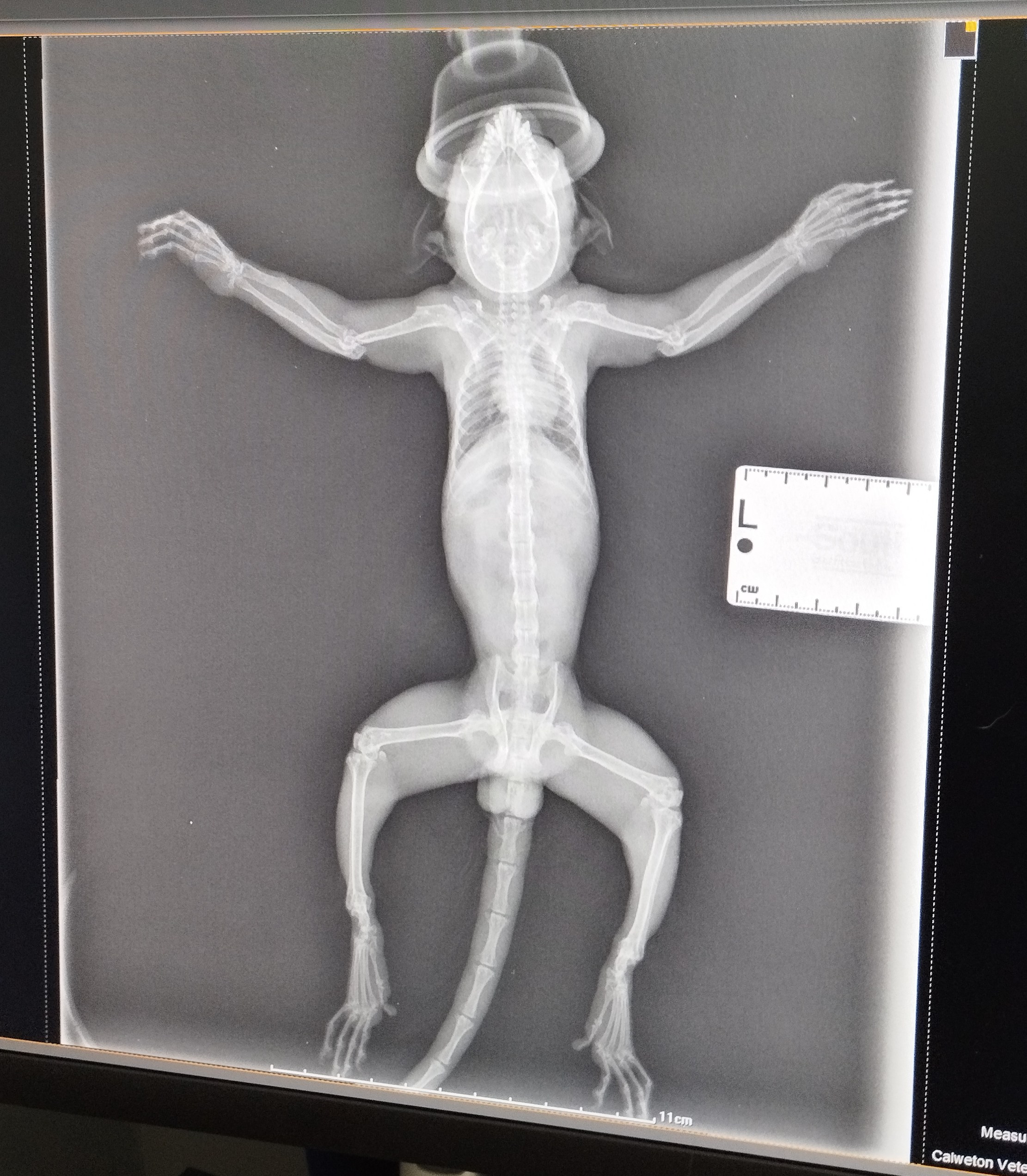 X-ray of marmoset Bobby showing deformed and fused bones due to metabolic bone disease.
