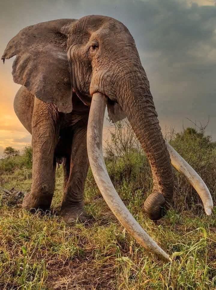Craig, the iconic elephant with super tusks, in Amboseli National Park, Kenya.
