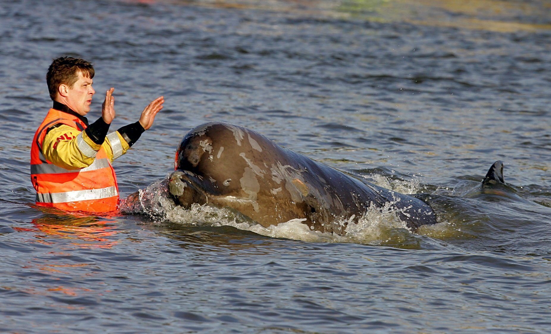 Rescuer in orange vest attempts to help a bottlenose whale in the River Thames.