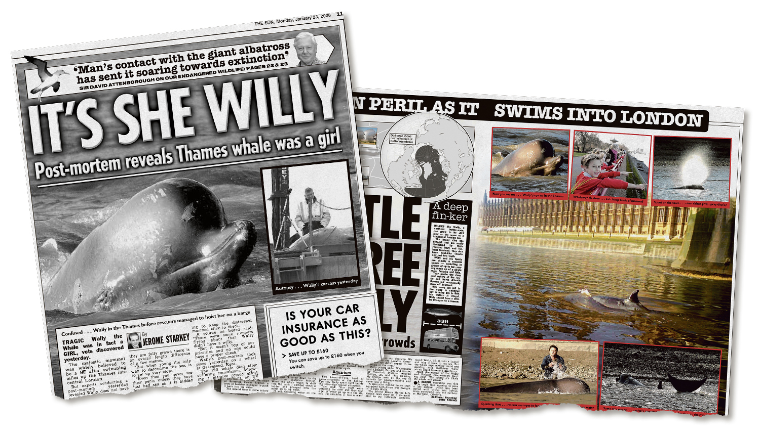 Collage of newspaper clippings about the Thames whale, a bottlenose whale that swam into London.