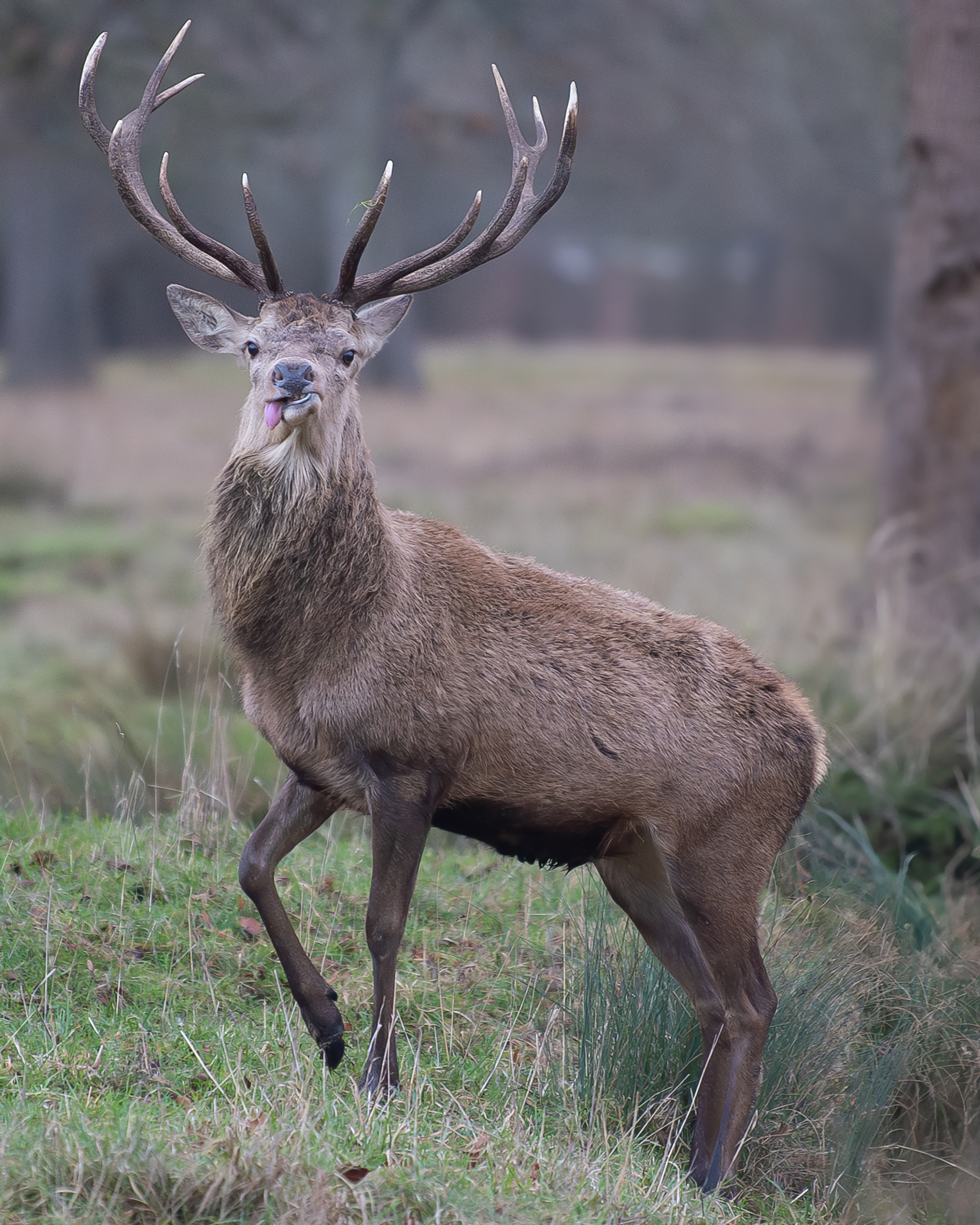 Stag pulls a face in Bushy Park