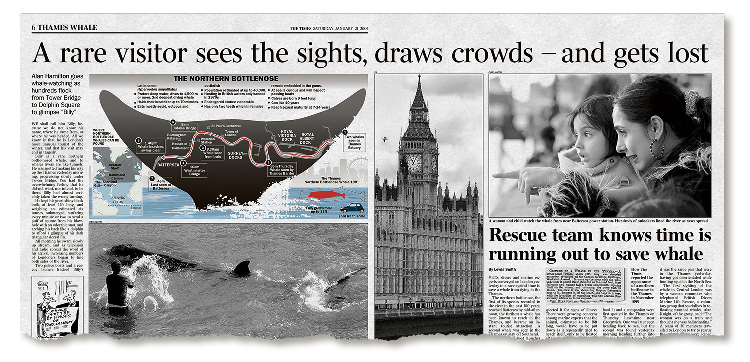 Newspaper article about a whale in the Thames River, including photos of the whale, the Houses of Parliament, and a woman and child.