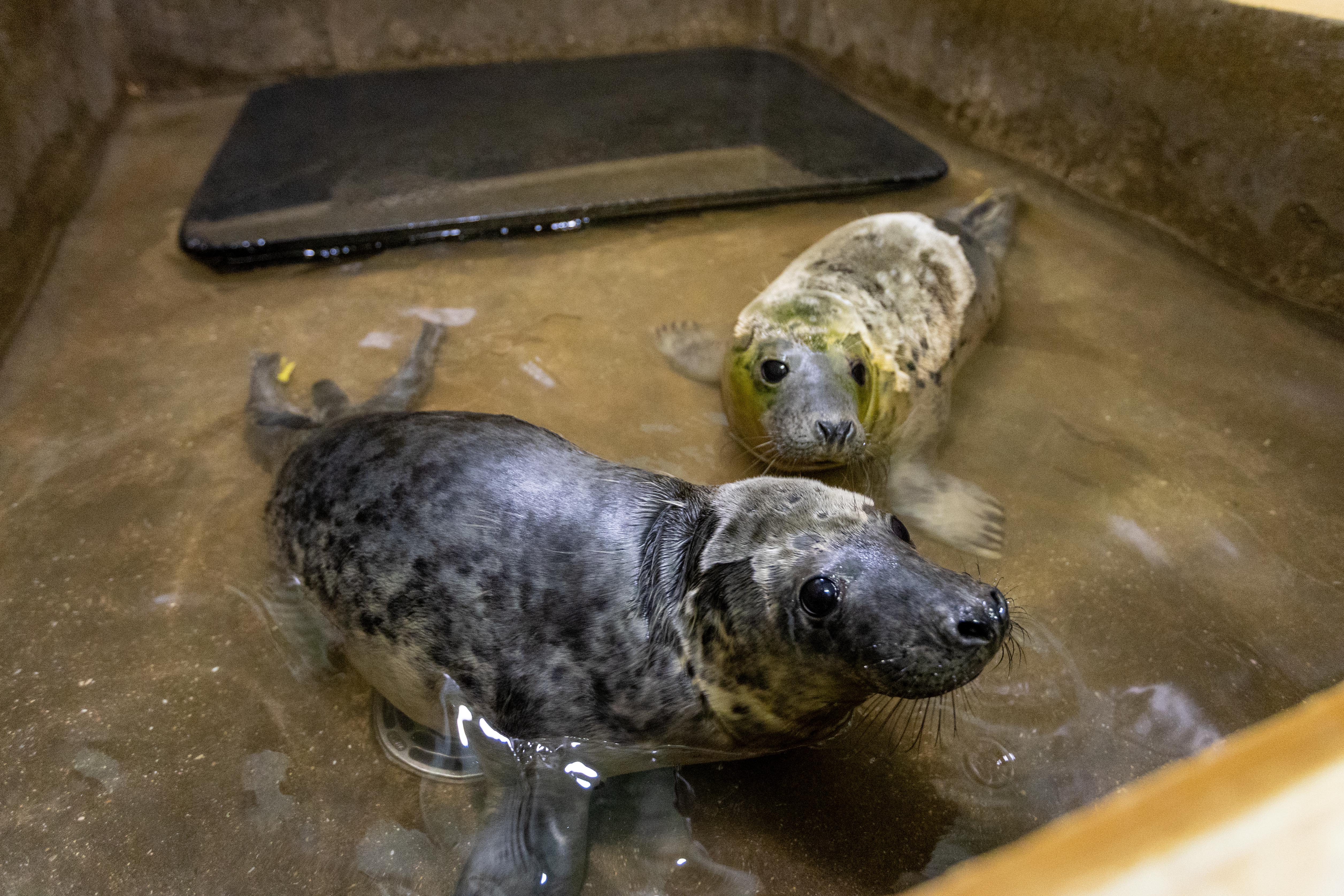 Two rescued seal pups, named Radiation and Migraine, swim in a rehabilitation tank at a rescue center in Norfolk.