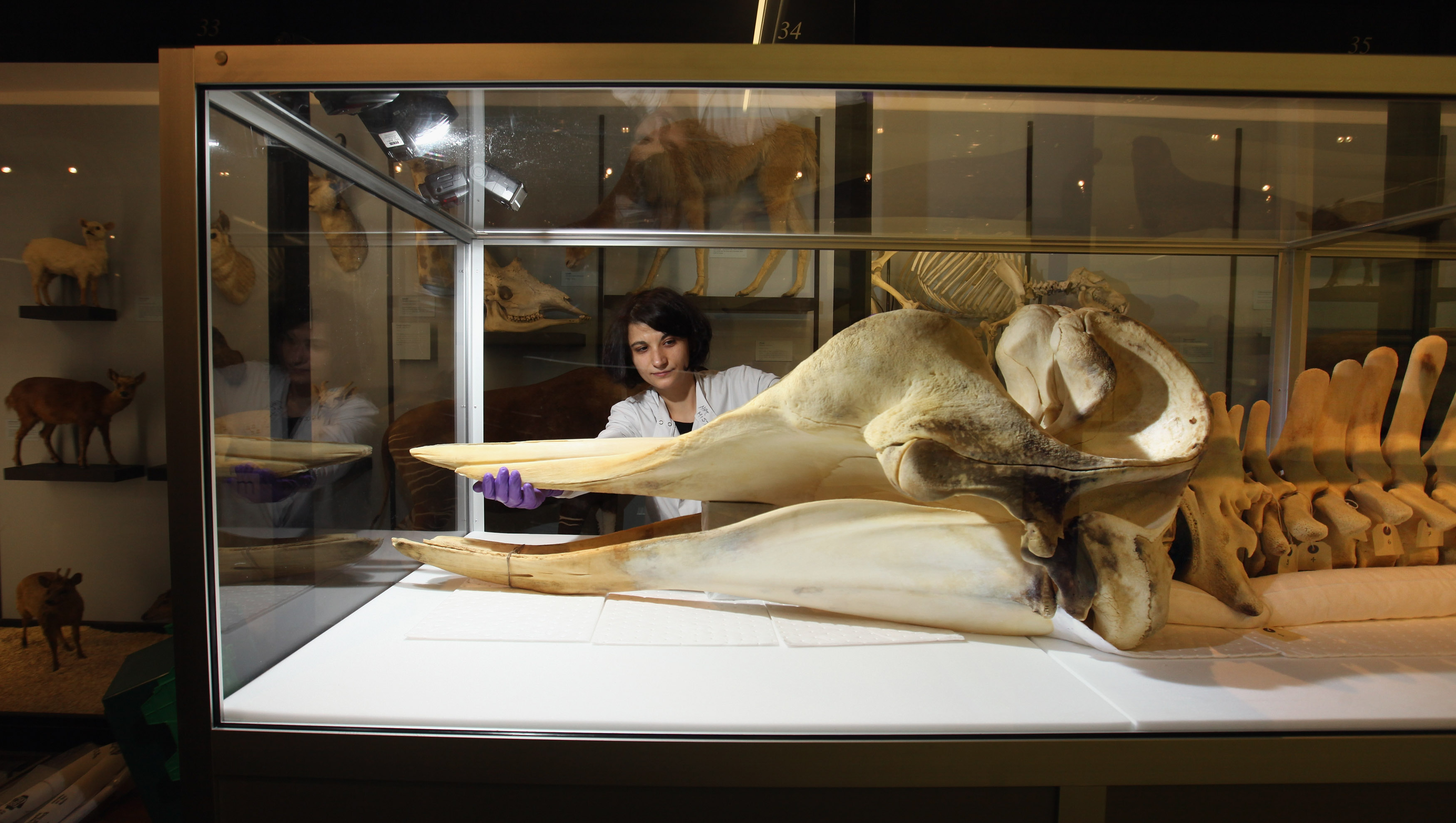 Conservation technician adjusts the skeleton of a northern bottlenose whale inside a museum display case.