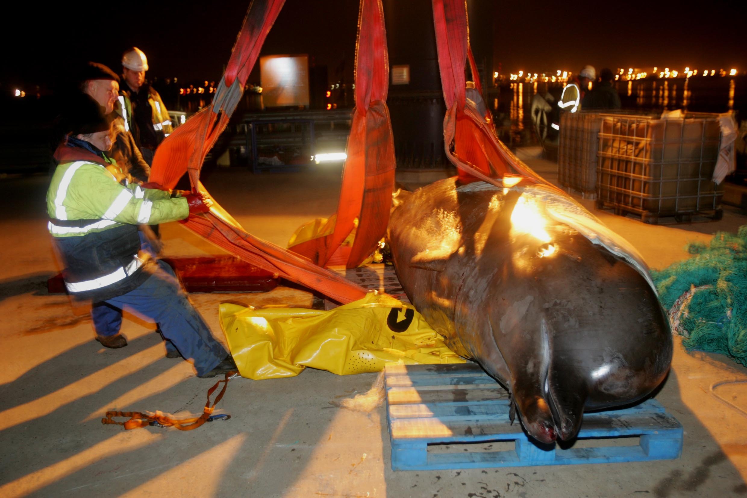 Dead pilot whale being moved by workers using large orange straps and a yellow tarp on a dock at night.