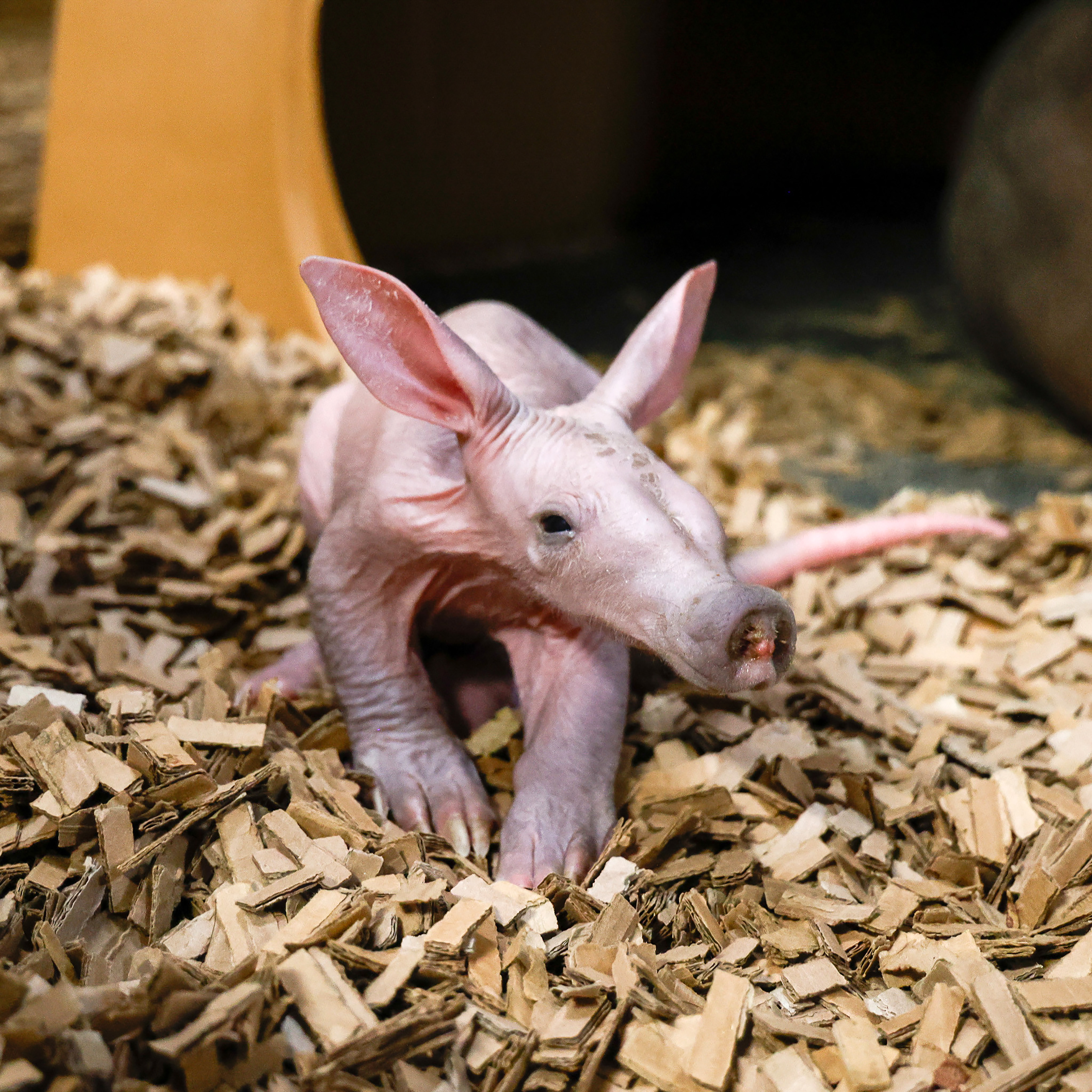 NINTCHDBPICT001051601579