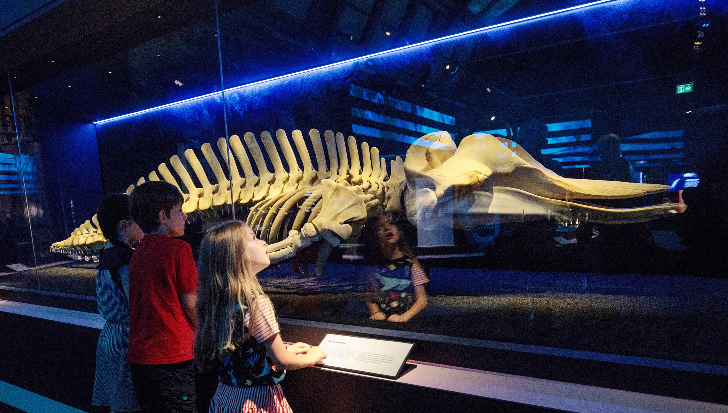 Children examining the skeleton of a six-meter-long bottlenose whale.