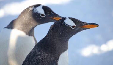 Penguins move breeding season forward amid warming