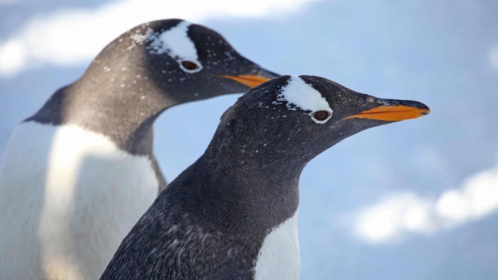 Penguins move breeding season forward amid warming