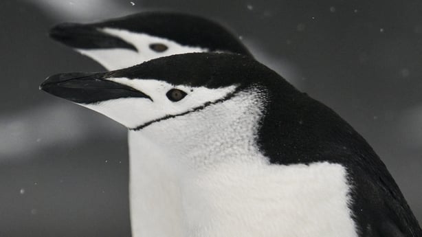 Chinstrap (Pygoscelis antarcticus) penguins are pictured at Deception Island, in the western Antarctic Peninsula