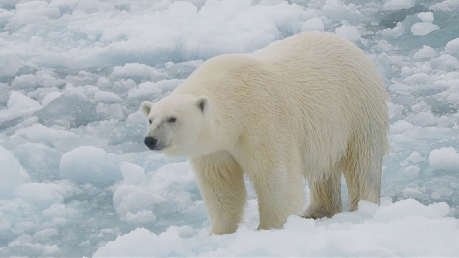 Svalbard polar bears getting fatter despite ice loss