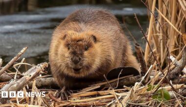 A beaver by the edge of a waterway, with broken reeds and sticks in the foreground.
