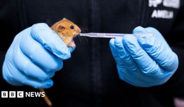The image shows someone's gloved hands holding a dormouse and a small pipette, giving the dormouse liquid to drink. The person is wearing blue gloves and wearing a black jacket with blurred out white writing.