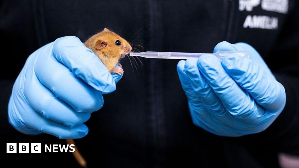 The image shows someone's gloved hands holding a dormouse and a small pipette, giving the dormouse liquid to drink. The person is wearing blue gloves and wearing a black jacket with blurred out white writing.