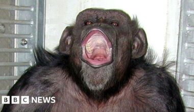 Ai, Japanese chimpanzee who counted and painted, dies at 49