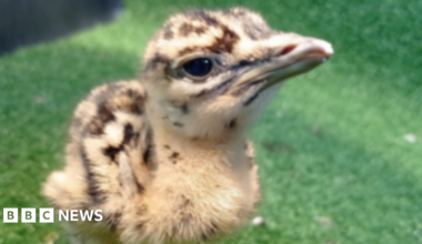 A great bustard chick is pictured on what appears to be artificial grass. It is a beige colour with darker brown markings and brown eyes.