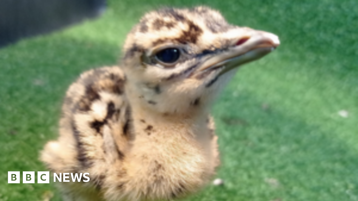 A great bustard chick is pictured on what appears to be artificial grass. It is a beige colour with darker brown markings and brown eyes.