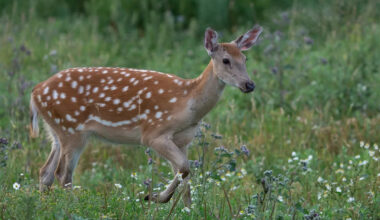 Gentle Deer Cuddles Up To Cat BFF in an Act of 'Cuteness Aggression'