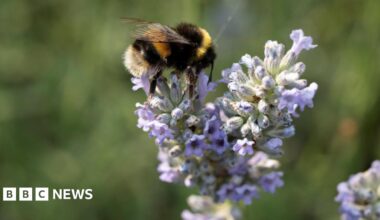 A white tailed bumblebee is sitting on lavender. The background is blurred.