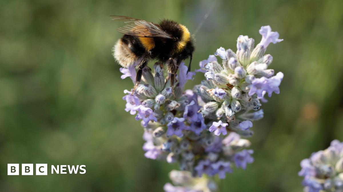 A white tailed bumblebee is sitting on lavender. The background is blurred.
