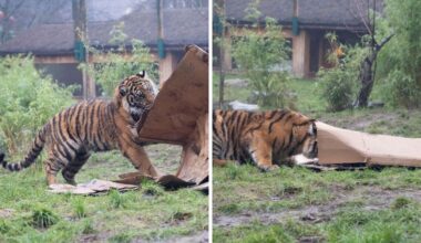 Image shows a tiger cub lifting up a cardboard box at West Midlands Safari Park.