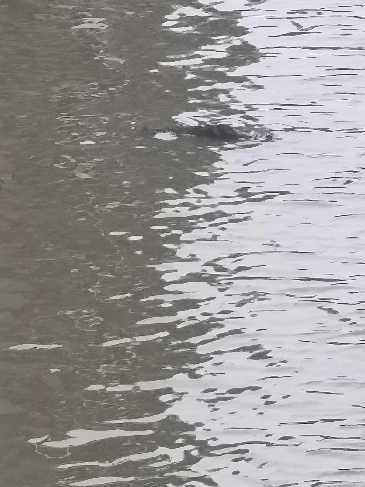 Jimmy tried to get closer to get a better look at the possible croc, but admitted he's "no David Attenborough"