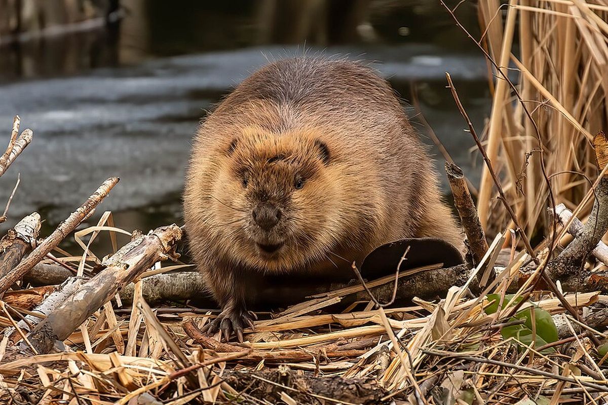 Beaver