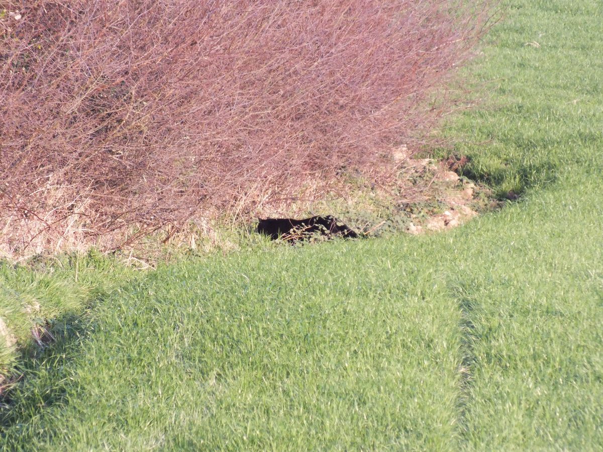 Nine-year-old Jessica spotted what appears to be a big cat in Newquay and snapped these pictures on New Year's Eve using her new camera she got from Father Christmas. 