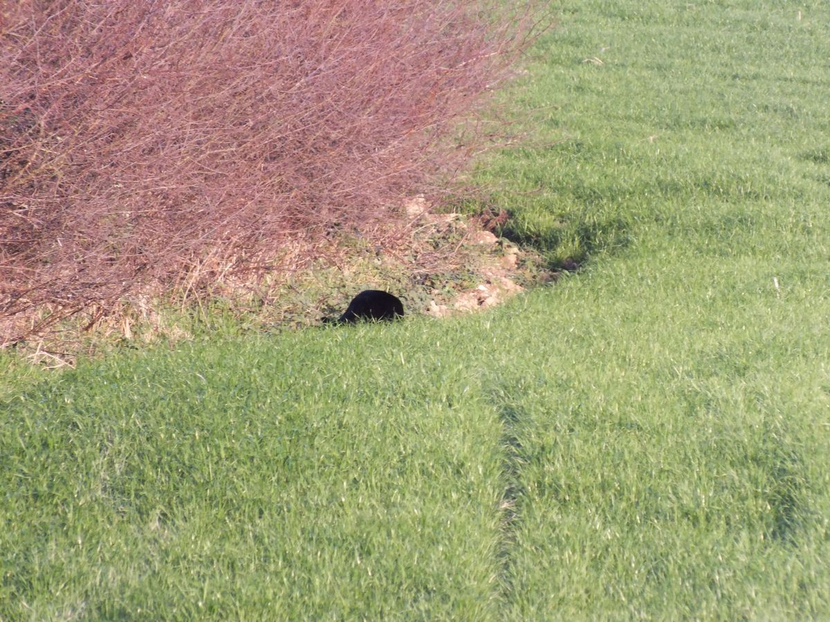 Nine-year-old Jessica spotted what appears to be a big cat in Newquay and snapped these pictures on New Year's Eve using her new camera she got from Father Christmas. 