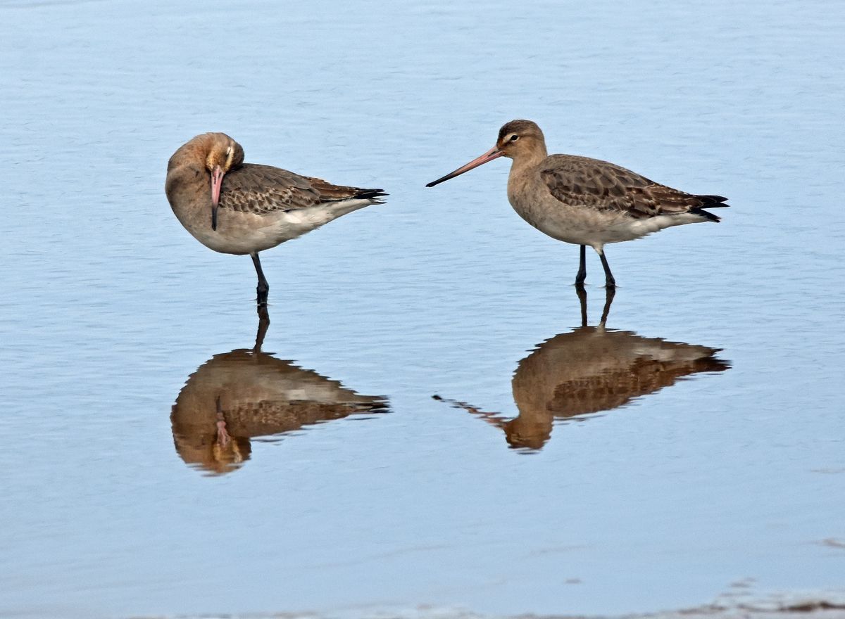 Black tailed Godwit at Copperhouse Pool in Hayle