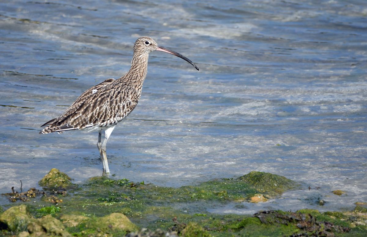 A curlew at Hayle estuary